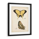 Perfil De Mariposa Ii - Vision Studio | Cuadro decorativo de Canvas Lab