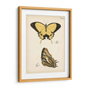 Perfil De Mariposa Ii - Vision Studio | Cuadro decorativo de Canvas Lab