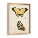 Perfil De Mariposa Ii - Vision Studio | Cuadro decorativo de Canvas Lab