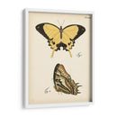 Perfil De Mariposa Ii - Vision Studio | Cuadro decorativo de Canvas Lab