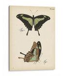 Perfil De Mariposa Iii - Vision Studio | Cuadro decorativo de Canvas Lab