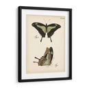 Perfil De Mariposa Iii - Vision Studio | Cuadro decorativo de Canvas Lab