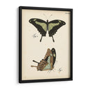 Perfil De Mariposa Iii - Vision Studio | Cuadro decorativo de Canvas Lab