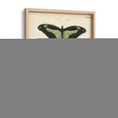 Perfil De Mariposa Iii - Vision Studio | Cuadro decorativo de Canvas Lab