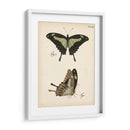 Perfil De Mariposa Iii - Vision Studio | Cuadro decorativo de Canvas Lab