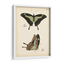 Perfil De Mariposa Iii - Vision Studio | Cuadro decorativo de Canvas Lab