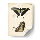 Perfil De Mariposa Iii - Vision Studio | Cuadro decorativo de Canvas Lab