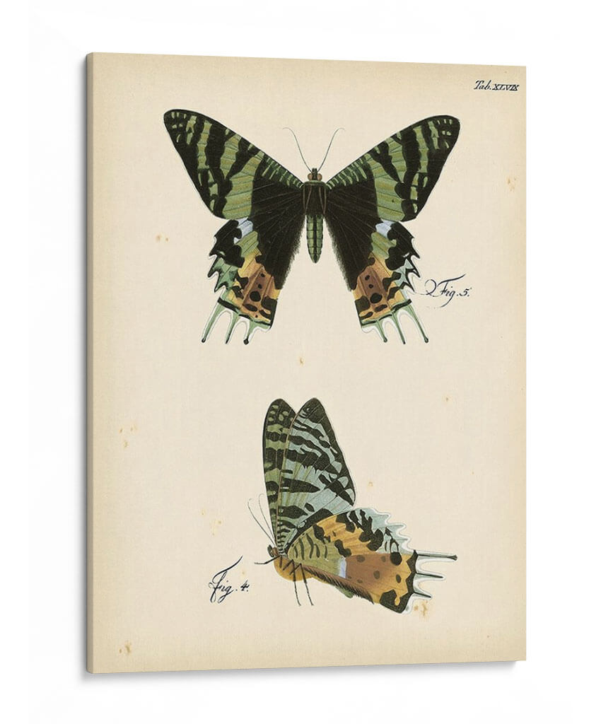 Perfil De Mariposa Iv - Vision Studio | Cuadro decorativo de Canvas Lab