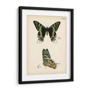 Perfil De Mariposa Iv - Vision Studio | Cuadro decorativo de Canvas Lab