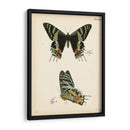 Perfil De Mariposa Iv - Vision Studio | Cuadro decorativo de Canvas Lab