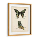 Perfil De Mariposa Iv - Vision Studio | Cuadro decorativo de Canvas Lab