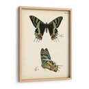 Perfil De Mariposa Iv - Vision Studio | Cuadro decorativo de Canvas Lab