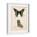 Perfil De Mariposa Iv - Vision Studio | Cuadro decorativo de Canvas Lab