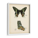 Perfil De Mariposa Iv - Vision Studio | Cuadro decorativo de Canvas Lab