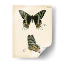 Perfil De Mariposa Iv - Vision Studio | Cuadro decorativo de Canvas Lab