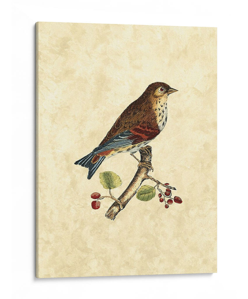 Selby Birds Iii - John Selby | Cuadro decorativo de Canvas Lab