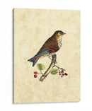 Selby Birds Iii - John Selby | Cuadro decorativo de Canvas Lab