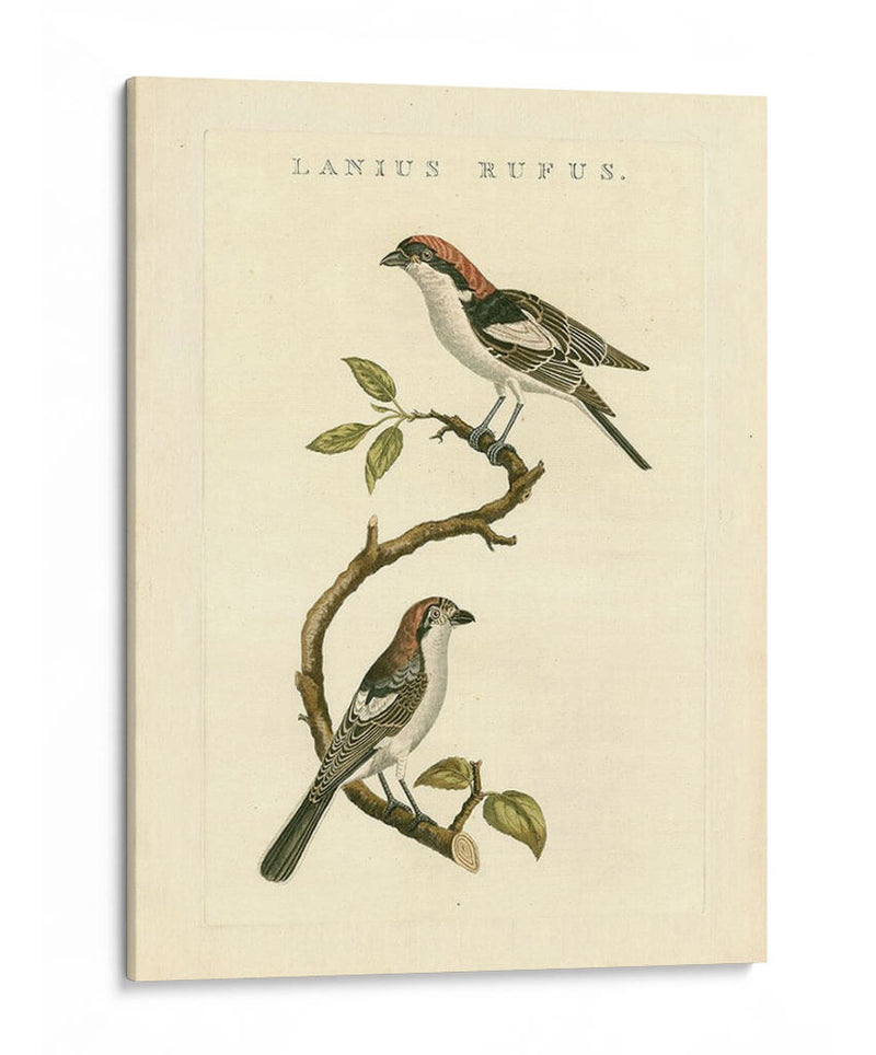 Pájaros Nozeman I - Nozeman | Cuadro decorativo de Canvas Lab