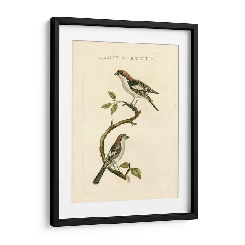 Pájaros Nozeman I - Nozeman | Cuadro decorativo de Canvas Lab