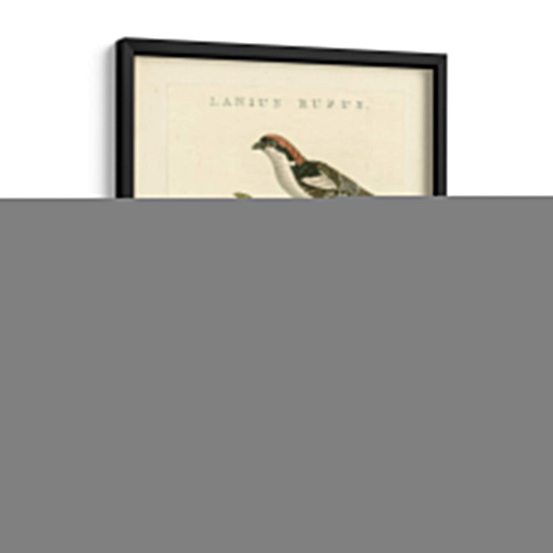 Pájaros Nozeman I - Nozeman | Cuadro decorativo de Canvas Lab