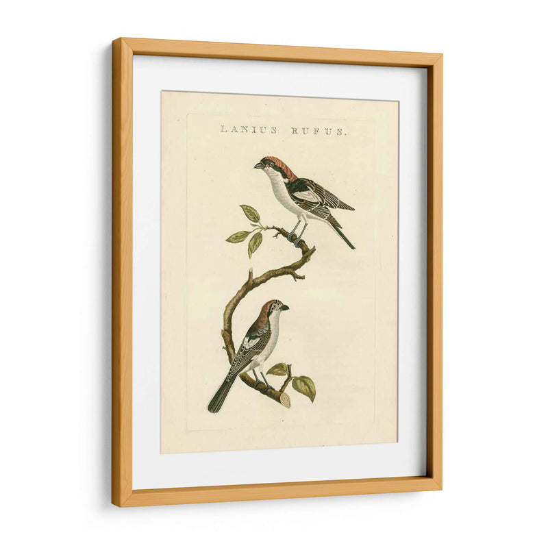 Pájaros Nozeman I - Nozeman | Cuadro decorativo de Canvas Lab