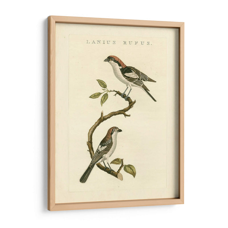 Pájaros Nozeman I - Nozeman | Cuadro decorativo de Canvas Lab