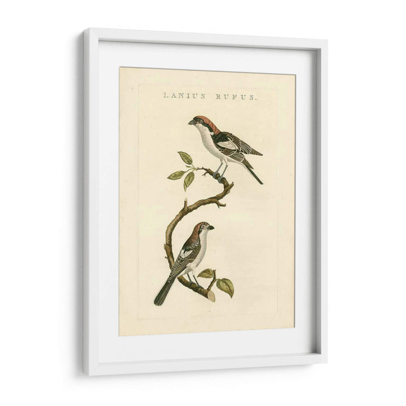 Pájaros Nozeman I - Nozeman | Cuadro decorativo de Canvas Lab