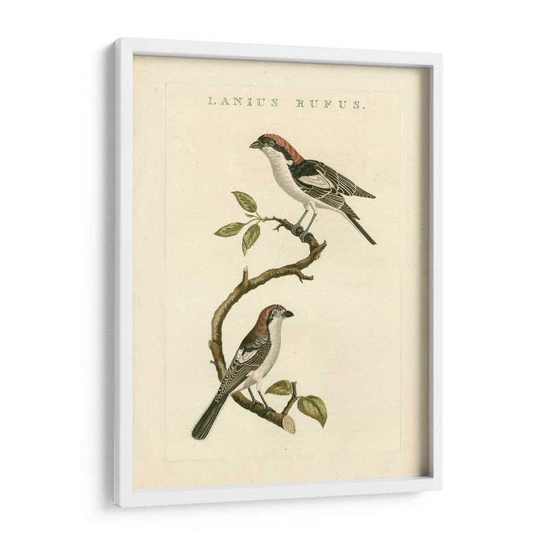 Pájaros Nozeman I - Nozeman | Cuadro decorativo de Canvas Lab