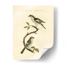 Pájaros Nozeman I - Nozeman | Cuadro decorativo de Canvas Lab