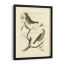 Nozeman Birds Ii - Nozeman | Cuadro decorativo de Canvas Lab