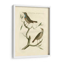 Nozeman Birds Ii - Nozeman | Cuadro decorativo de Canvas Lab