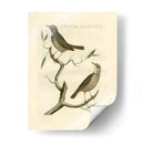 Nozeman Birds Ii - Nozeman | Cuadro decorativo de Canvas Lab