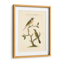 Nozeman Birds Iii - Nozeman | Cuadro decorativo de Canvas Lab