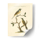 Nozeman Birds Iii - Nozeman | Cuadro decorativo de Canvas Lab