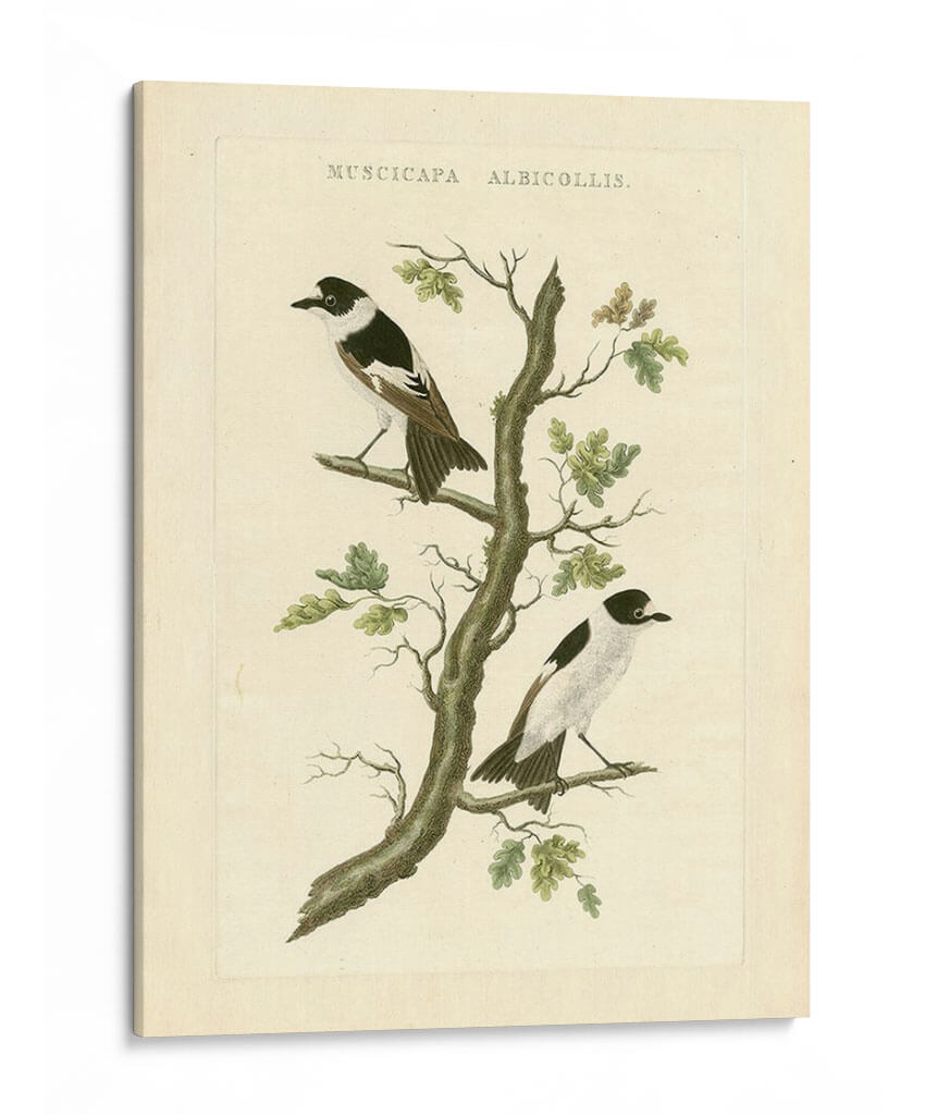 Nozeman Birds Iv - Nozeman | Cuadro decorativo de Canvas Lab