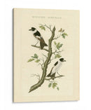 Nozeman Birds Iv - Nozeman | Cuadro decorativo de Canvas Lab