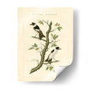 Nozeman Birds Iv - Nozeman | Cuadro decorativo de Canvas Lab