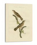 Pájaros Nozeman V - Nozeman | Cuadro decorativo de Canvas Lab