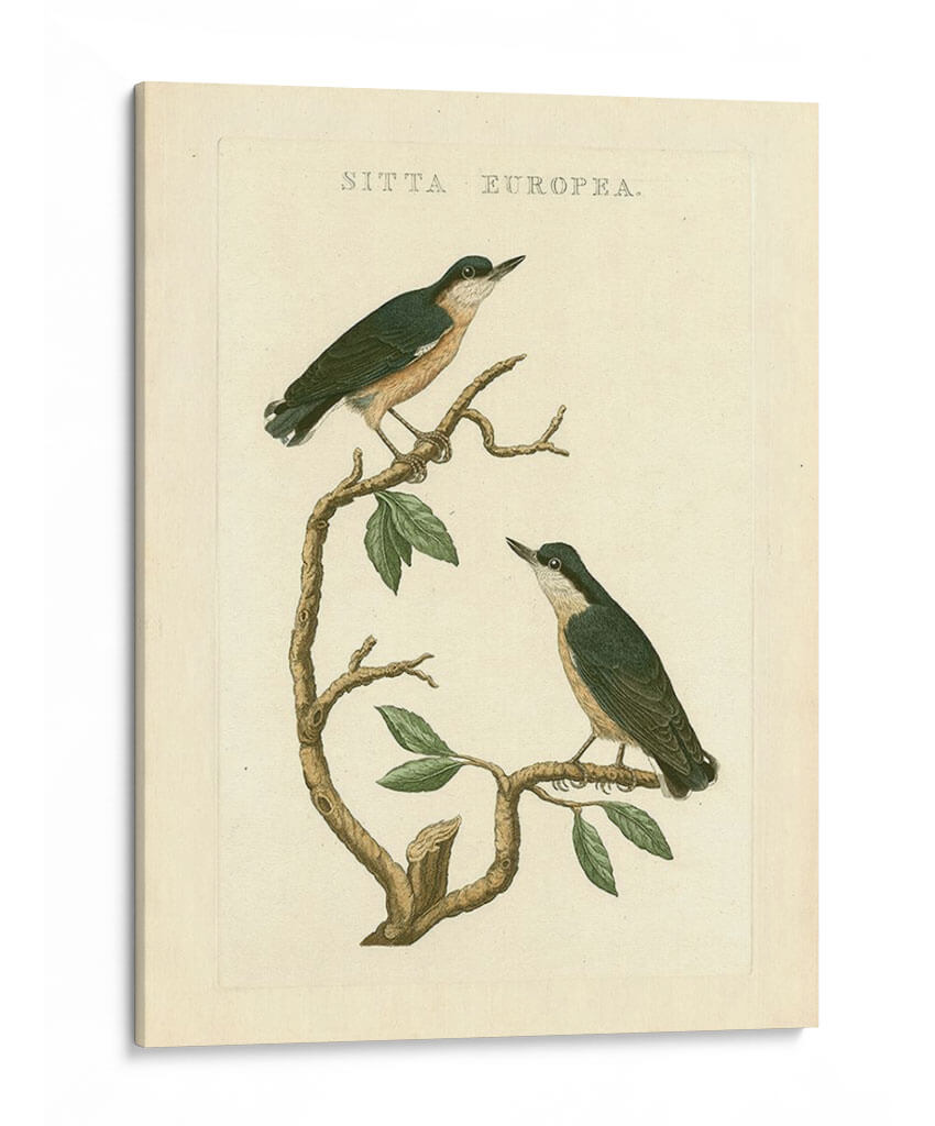 Pájaros Nozeman Vi - Nozeman | Cuadro decorativo de Canvas Lab