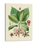 Gloria Botánica I - Vision Studio | Cuadro decorativo de Canvas Lab