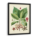 Gloria Botánica I - Vision Studio | Cuadro decorativo de Canvas Lab