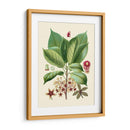 Gloria Botánica I - Vision Studio | Cuadro decorativo de Canvas Lab
