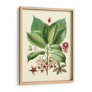 Gloria Botánica I - Vision Studio | Cuadro decorativo de Canvas Lab