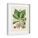 Gloria Botánica I - Vision Studio | Cuadro decorativo de Canvas Lab