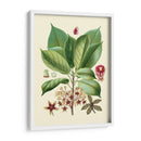 Gloria Botánica I - Vision Studio | Cuadro decorativo de Canvas Lab