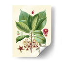 Gloria Botánica I - Vision Studio | Cuadro decorativo de Canvas Lab