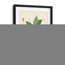 Gloria Botánica Iii - Vision Studio | Cuadro decorativo de Canvas Lab