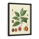 Gloria Botánica Iii - Vision Studio | Cuadro decorativo de Canvas Lab