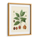 Gloria Botánica Iii - Vision Studio | Cuadro decorativo de Canvas Lab