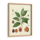 Gloria Botánica Iii - Vision Studio | Cuadro decorativo de Canvas Lab